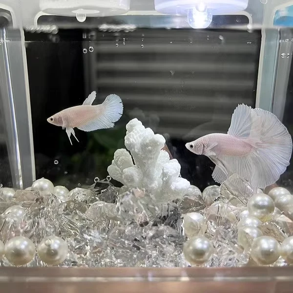 印尼进口斗鱼跑单进小黑屋019