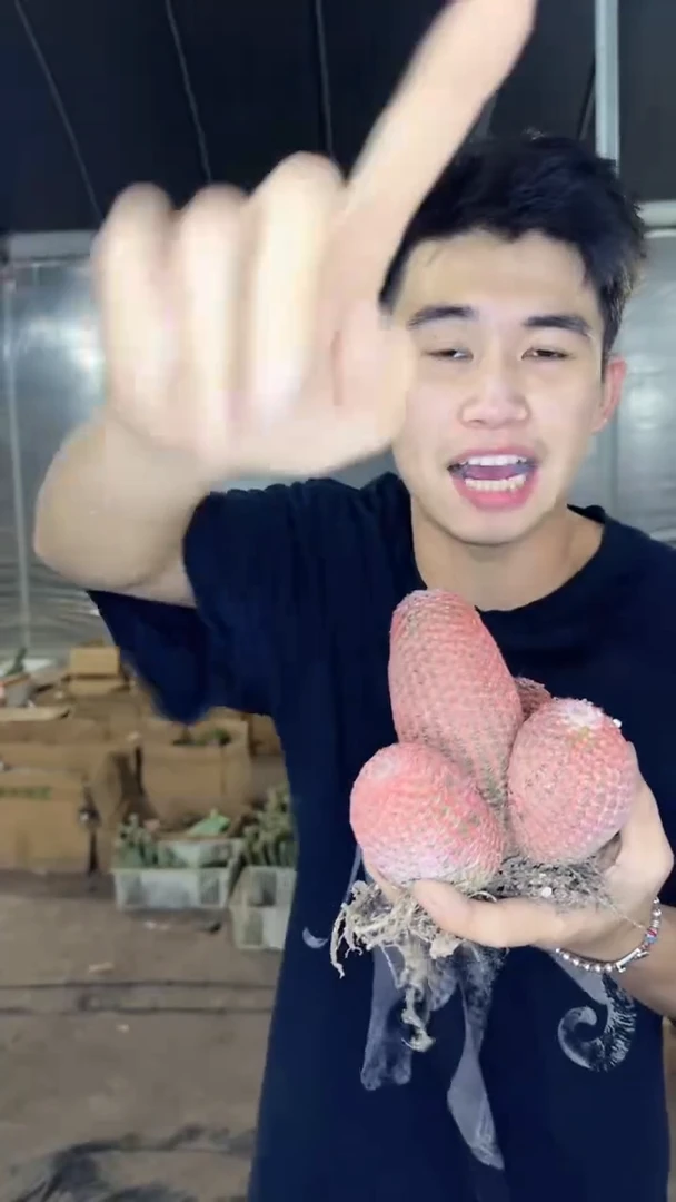 3-5头  红太阳【带根】