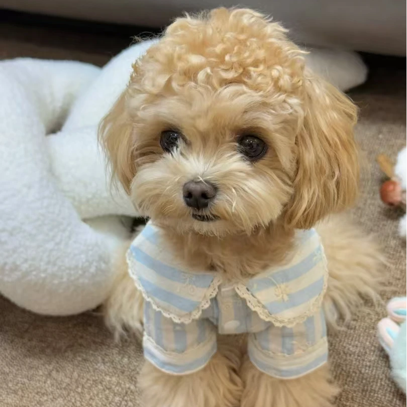 马尔泰家庭陪伴犬
