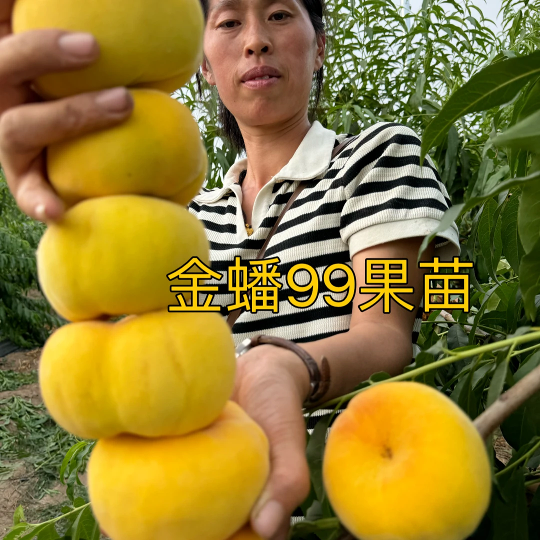 商品金蟠99桃苗（6月上旬）一年苗 果树苗12月发苗