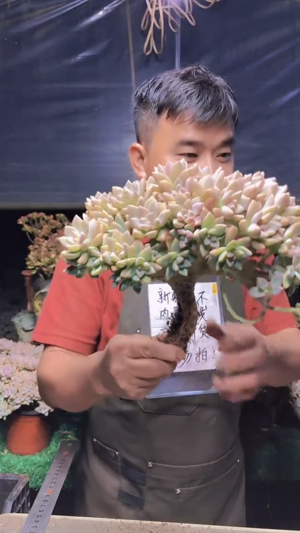 202淡雪缀化一物一拍