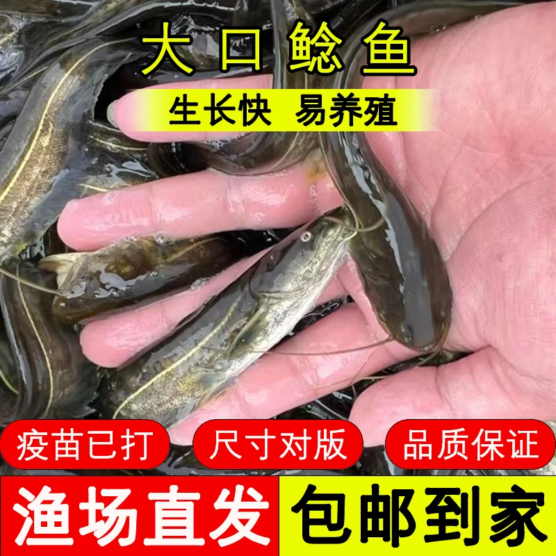 四川大口鲶 场地直发