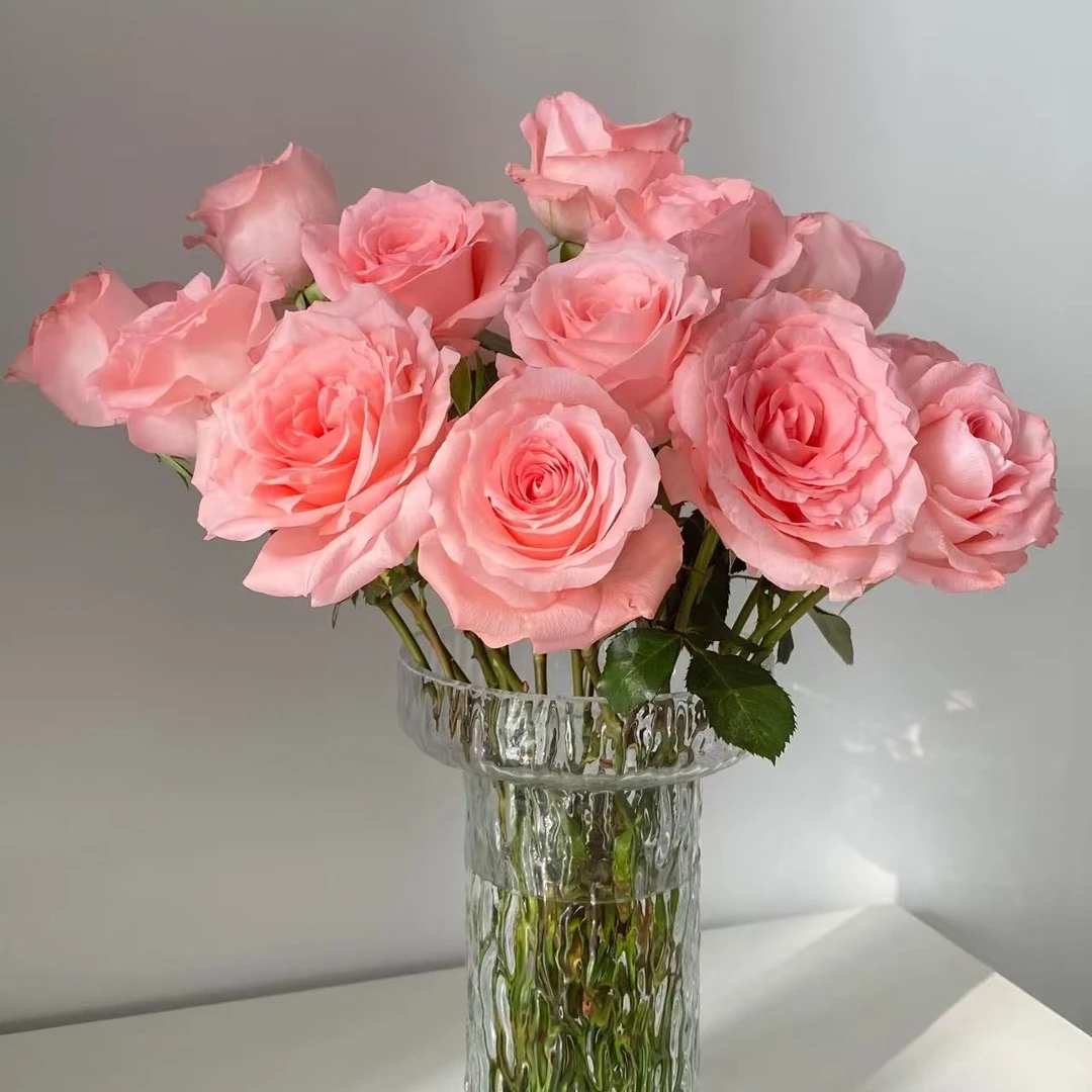 【粉色玫瑰】拍二单升级发顺丰包邮 家用鲜花直播间现场直播卖花