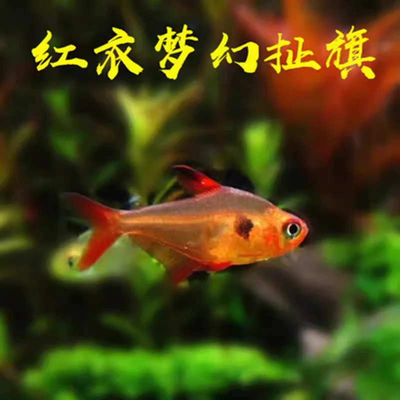 红衣梦幻旗玫瑰扯旗灯鱼热带观赏活体群观赏鱼游鱼