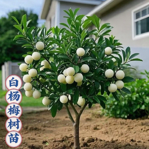 白水晶杨梅树苗嫁接杨梅苗盆栽地栽庭院阳台种植耐寒品种杨梅苗