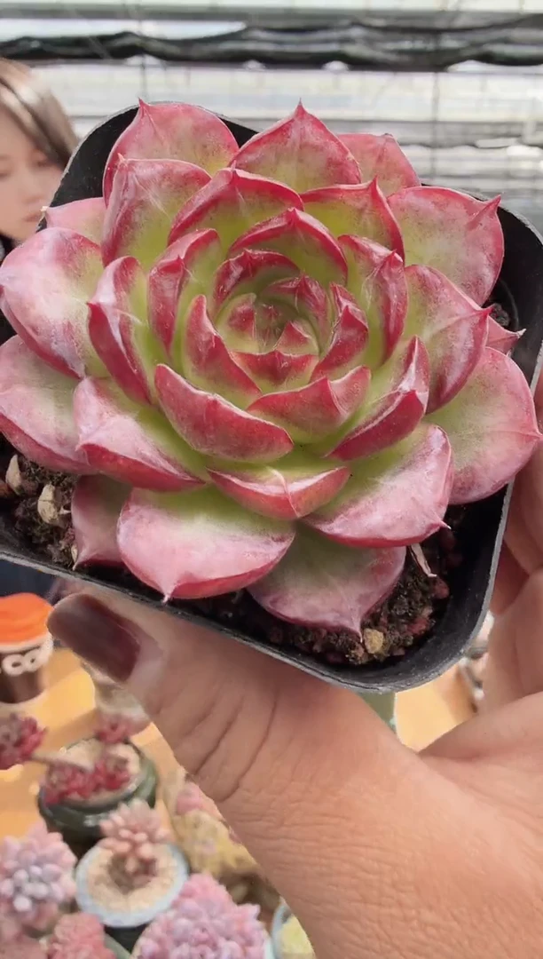 东云多肉园新款-128