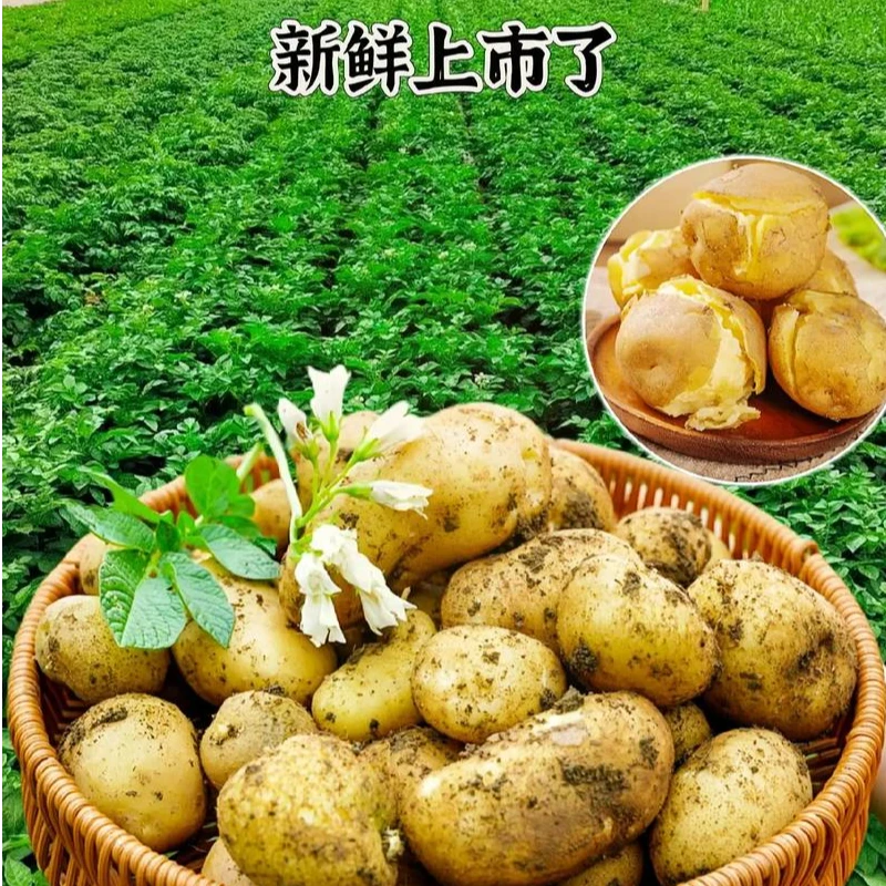 【新鲜马铃薯】2025年土豆农家现挖黄皮黄心（单个约2-5两）大小混发