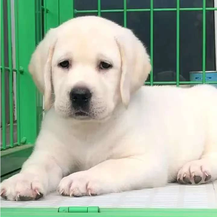 （虎威犬舍）狗狗活体