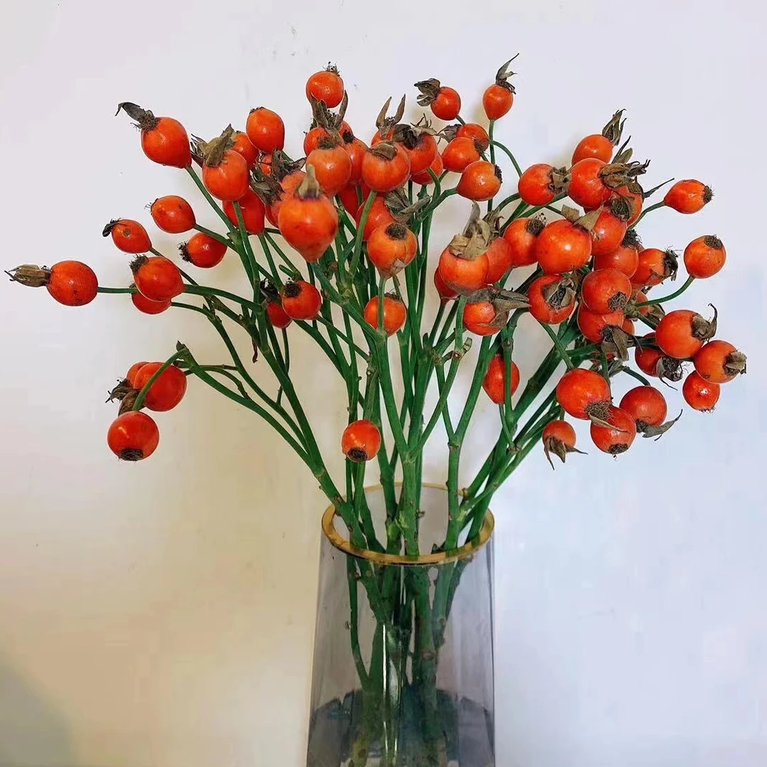 兰姐的一花一瓶【玫瑰果花材】 可做干花 昆明基地直发 顺丰包邮