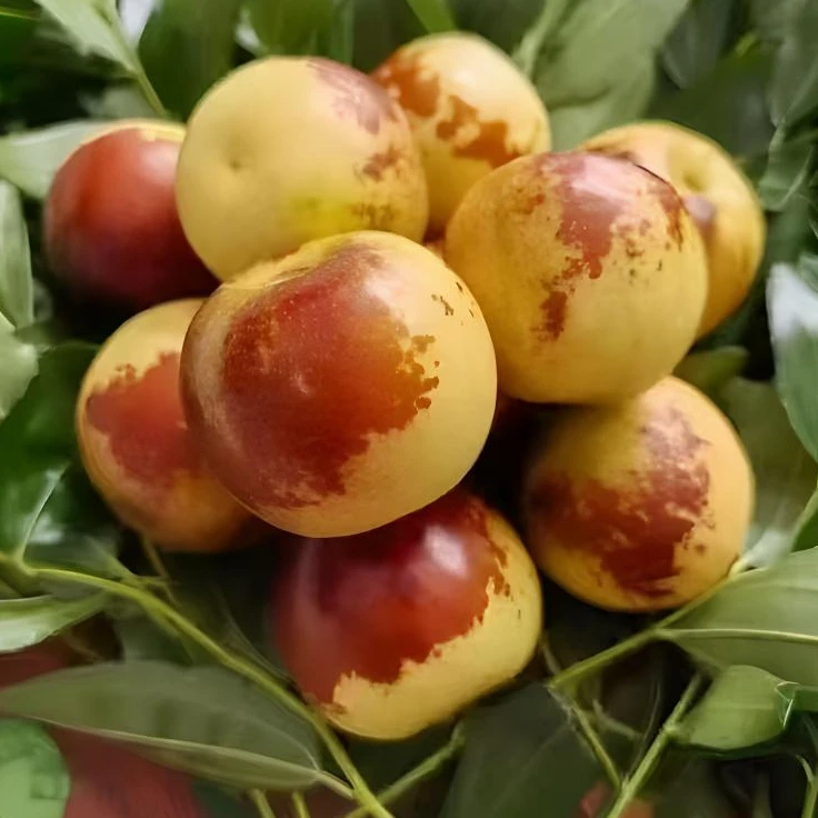 沾化冬枣新鲜采摘现摘现发