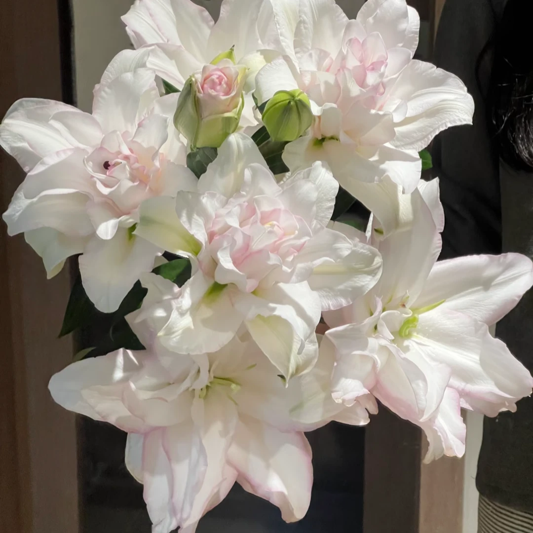 【冰美人】高端白色重瓣香水百合