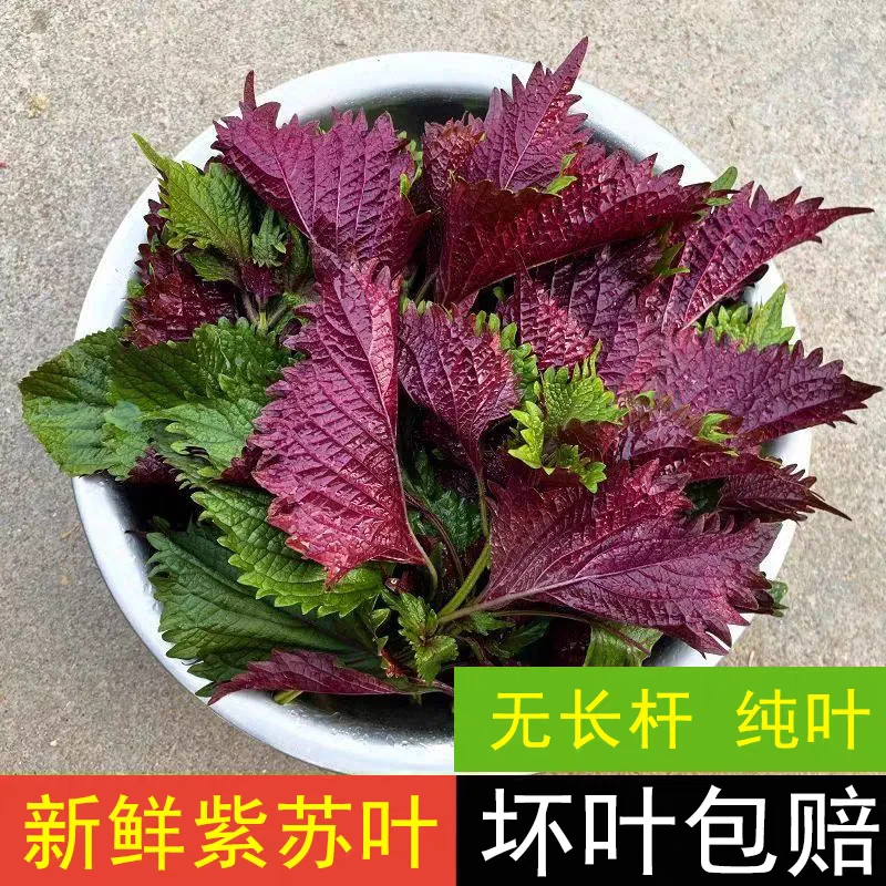 新鲜可食用紫苏叶鲜全叶250g包邮现摘现发农家紫苏广西紫苏