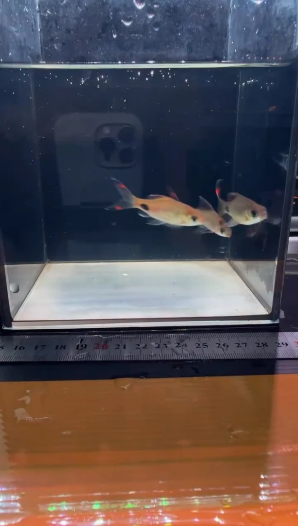 海水鱼红旗蓝黑影333