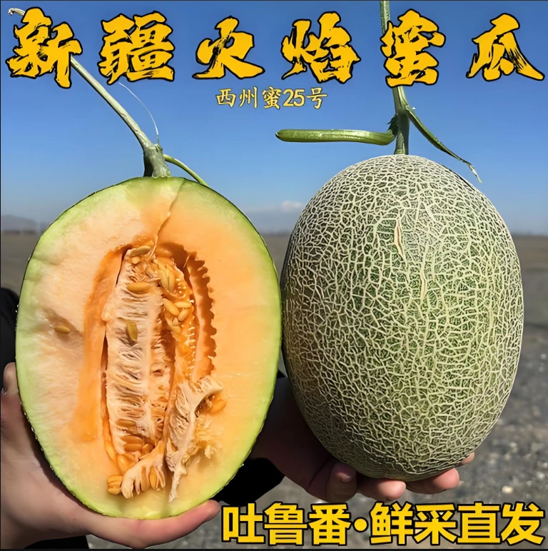 吐鲁番火焰山产区西州蜜25号哈密瓜 脆甜爽口 现摘现发