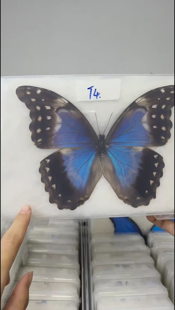 展翅品一图一物编号T4