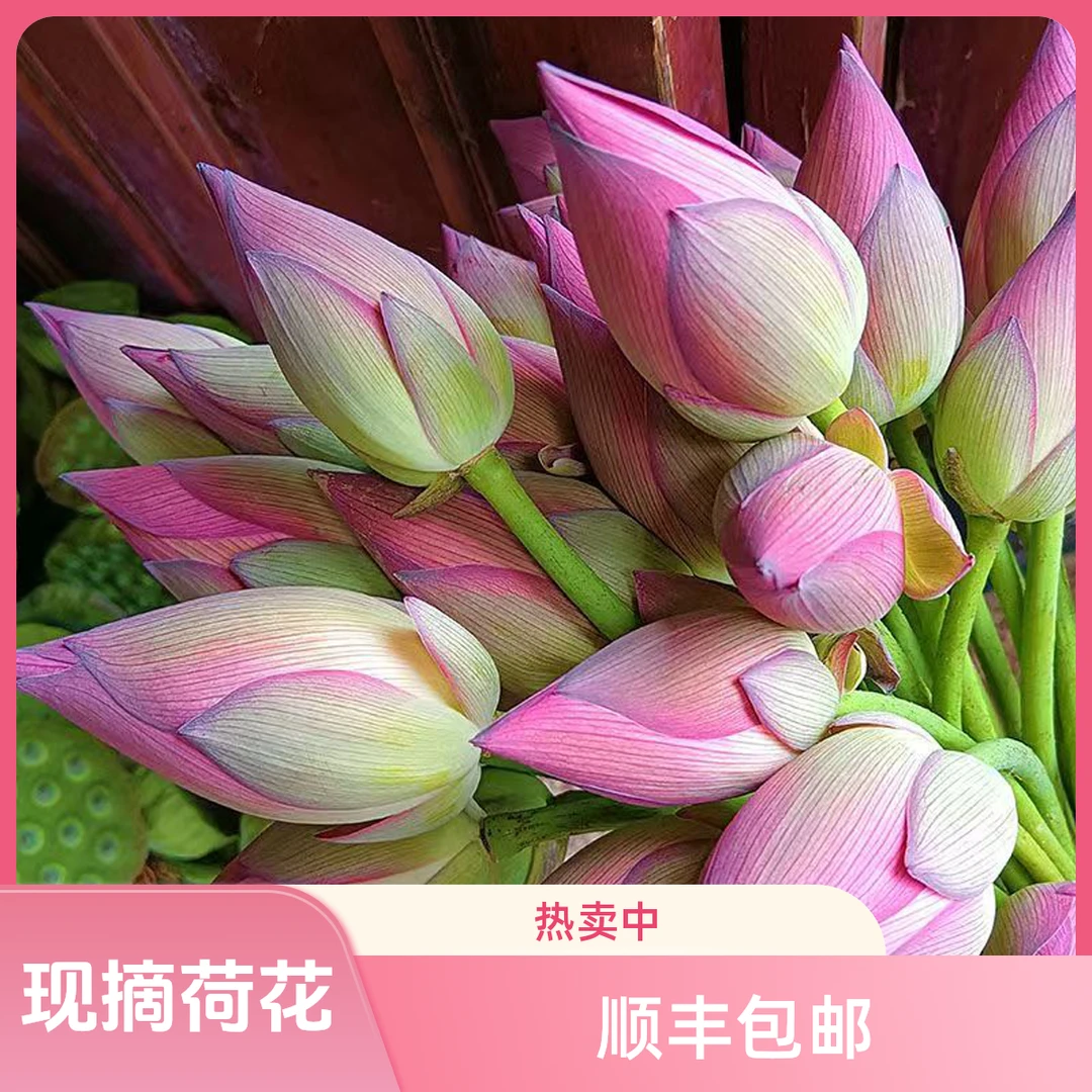 【顺丰包邮】新鲜荷花带杆现摘现发莲花莲蓬鲜花苞水培植物美观趣味