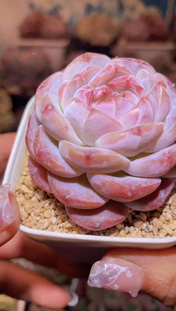 【闪购商品】048蜜糖琥珀