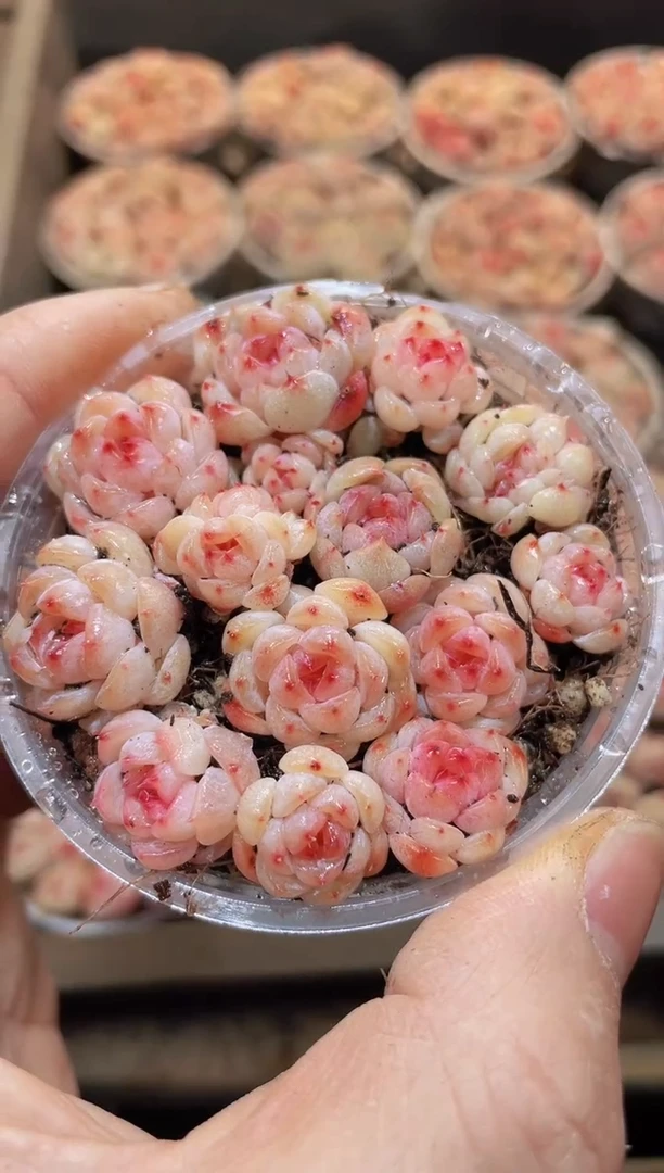 【闪购商品】003白桃汽水优选量拍1盒