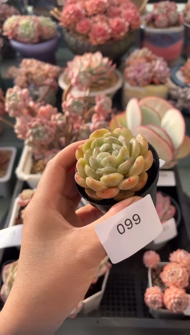 099单头白恋多肉