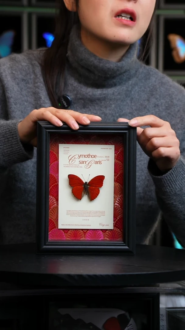 血漪蛱蝶红布底新版本