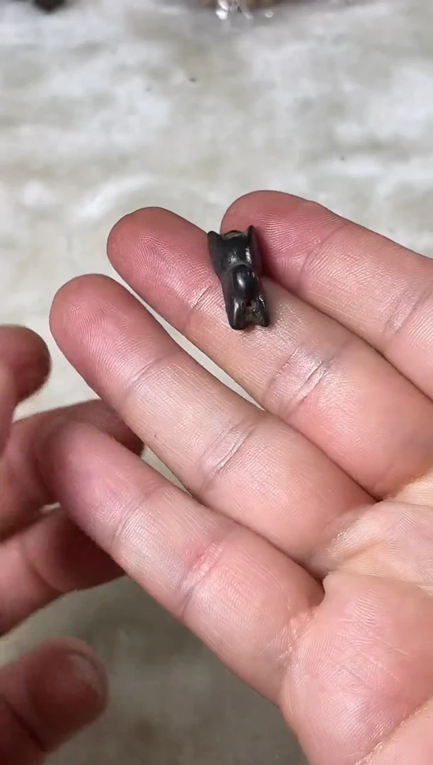 直播间的福利一枚 托甲