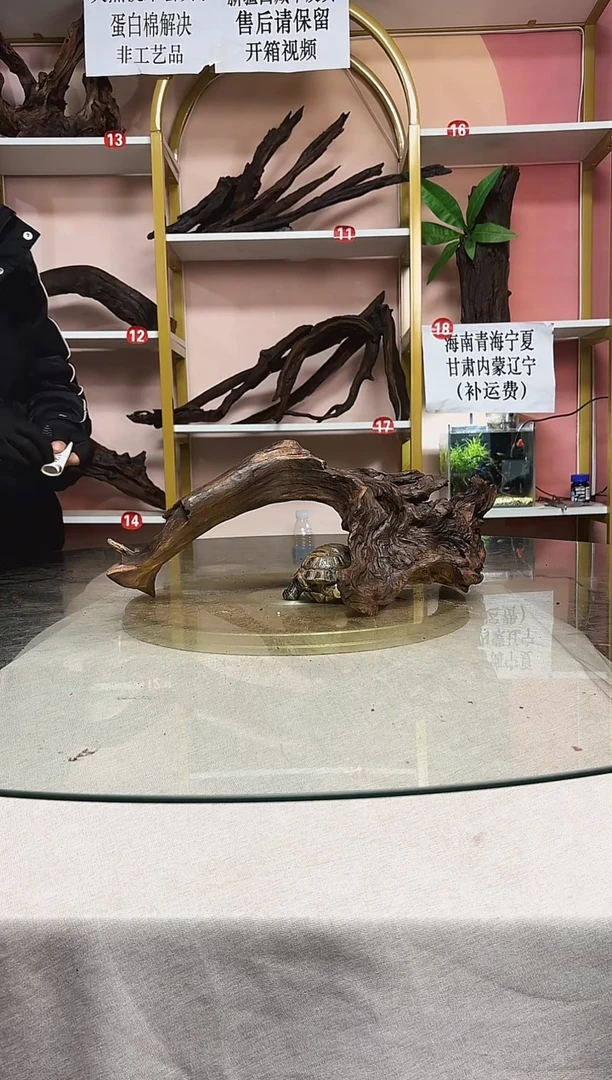 星**地鱼缸造景沉木A991