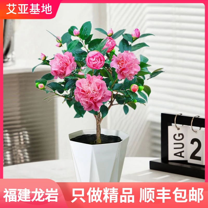 香妃茶花盆栽带花苞套盆发货室内盆栽花卉阳台办公室客厅盆景好养