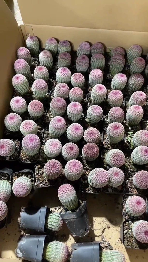 【闪购商品】单头红太阳脱土2棵9.9