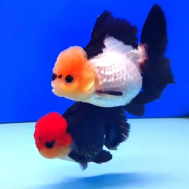 金鱼观赏鱼活体精品冷水鱼包邮招财练手渔场兰寿玛丽熊猫宠物直播