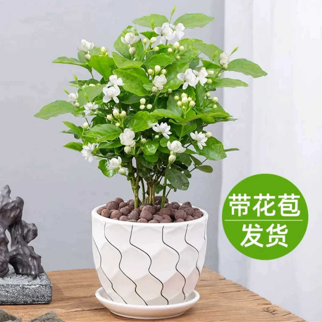 茉莉花盆栽开花浓香气四季常青好养室内阳台庭院观花卉家居绿植物