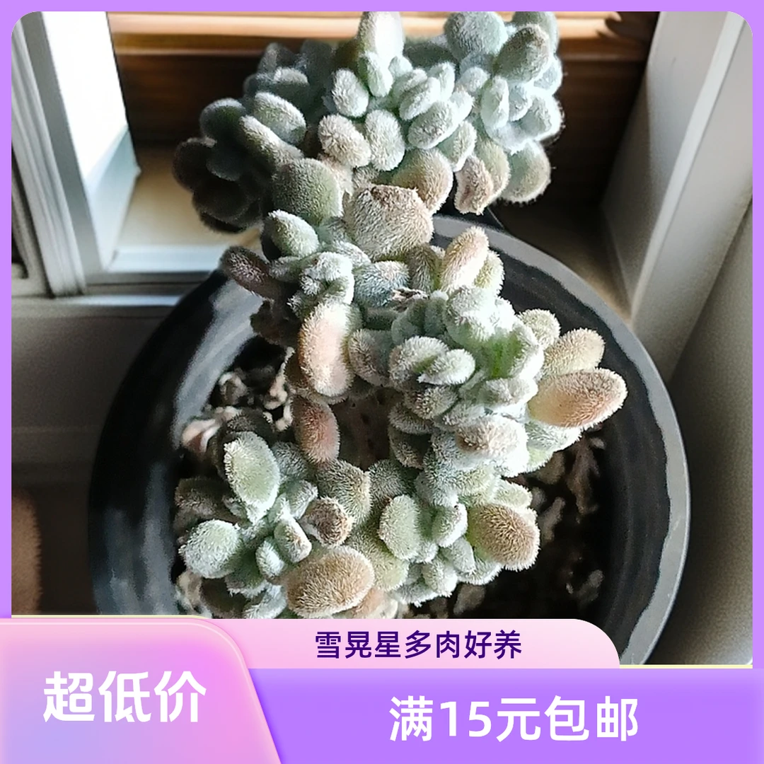 雪晃星缀 多肉植新手必备阳台庭院好实物以直播间为准