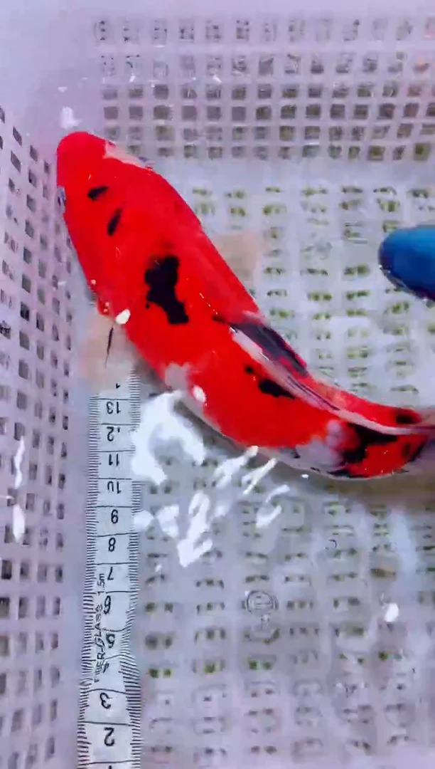 锦鲤血统锦鲤全场包邮32