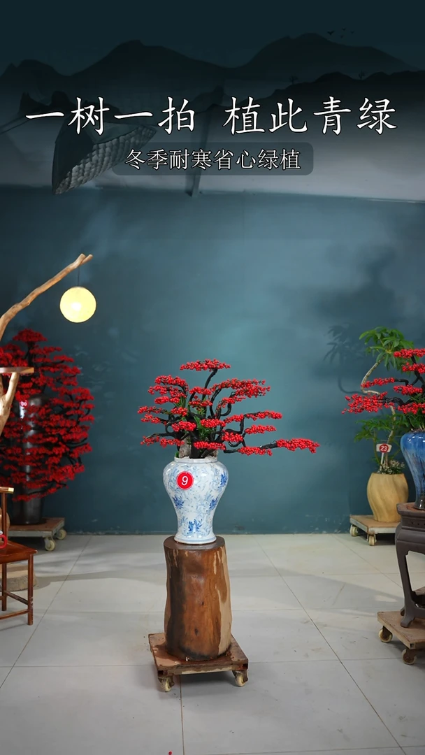 当前无花朵，栽培后可花朵金**告北美冬青桌面款