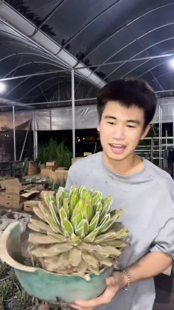 超大 屉之雪 14-20cm