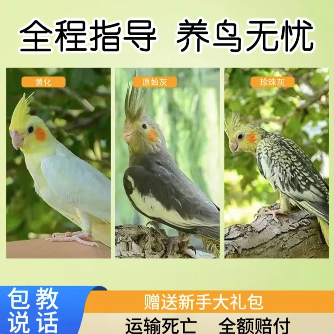 手养玄凤鹦鹉活体亲人可繁殖观赏宠物鸟