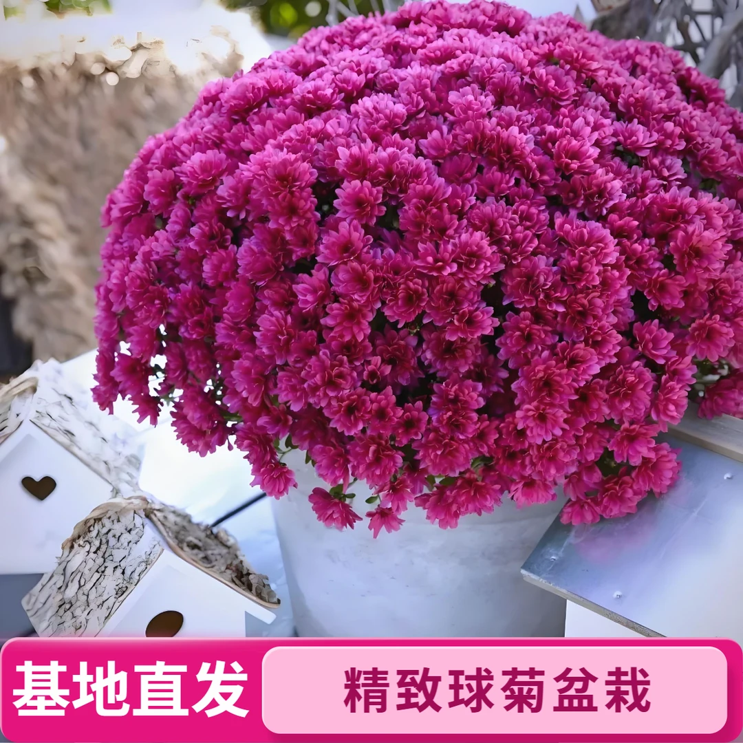 球菊千头菊盆栽耐热好养带花苞四季开花适合阳台庭院种植