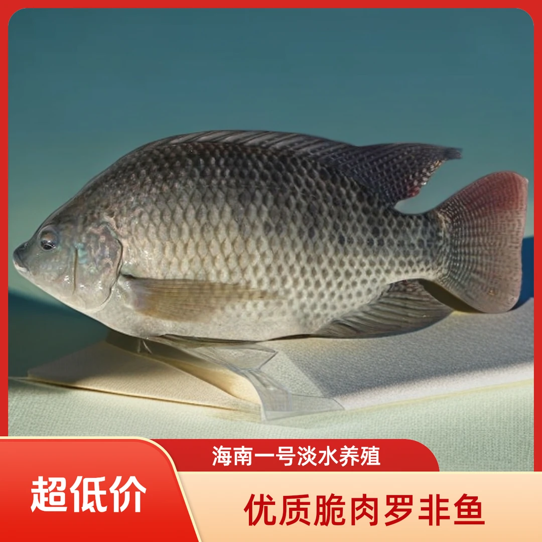 优质脆肉罗非鱼活鱼宝路吉富海南一号淡水养殖鱼活体批发渔场直发