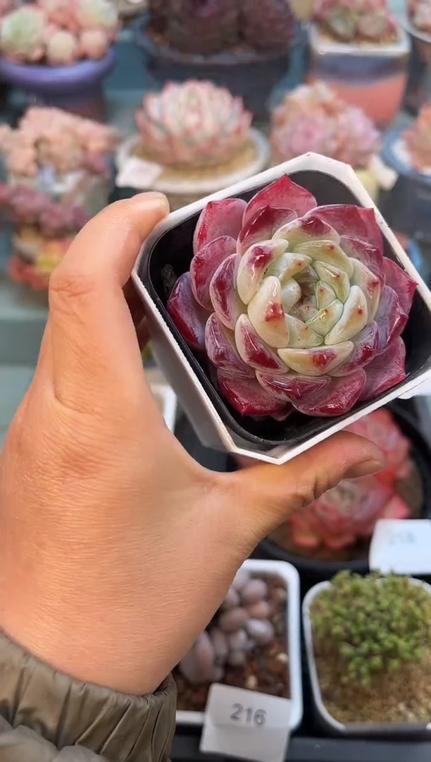 219单头一点红多肉