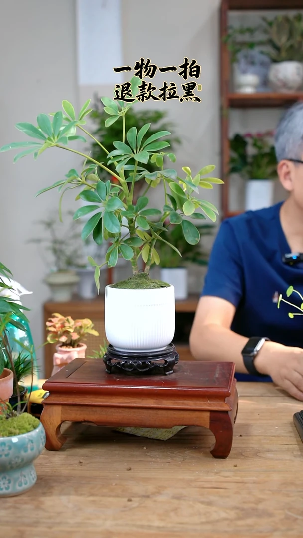 完全开放张**?鸭脚木244