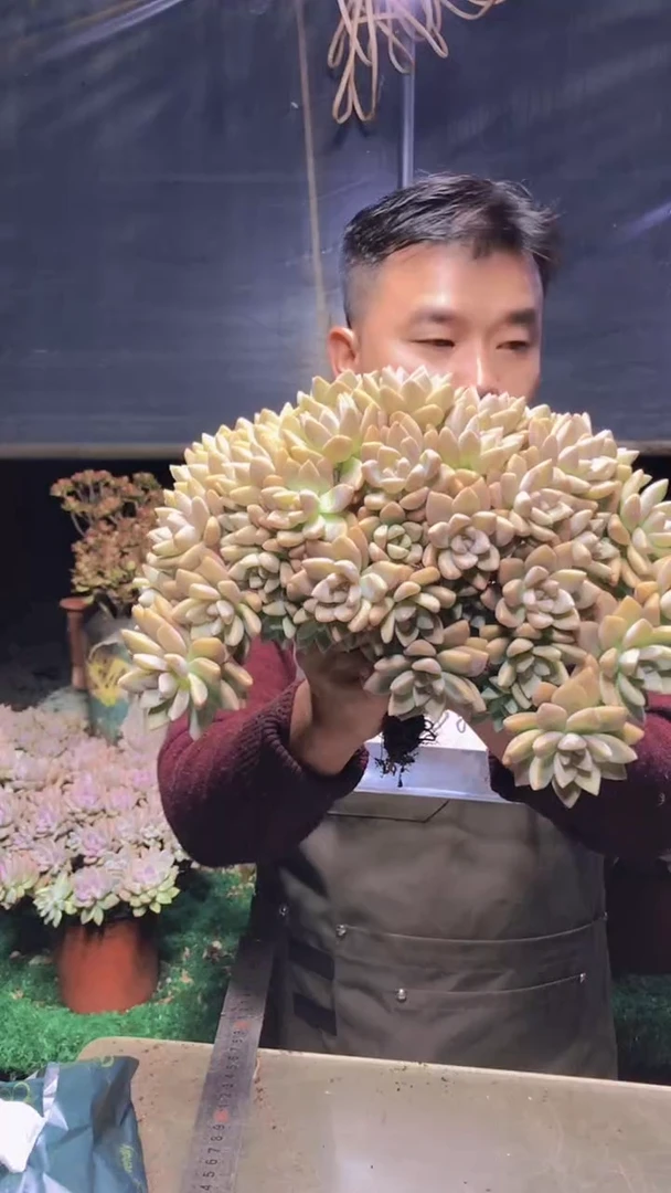 179淡雪缀化一物一拍