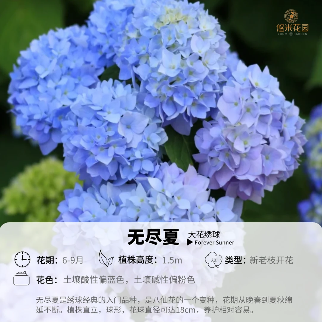 悠米花园 【无尽夏】15杯 绣球花苗重瓣可调色绣球阳台庭院花卉耐阴