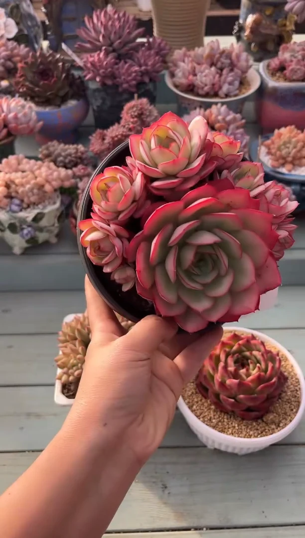 人**梦558群生牡丹亭多肉