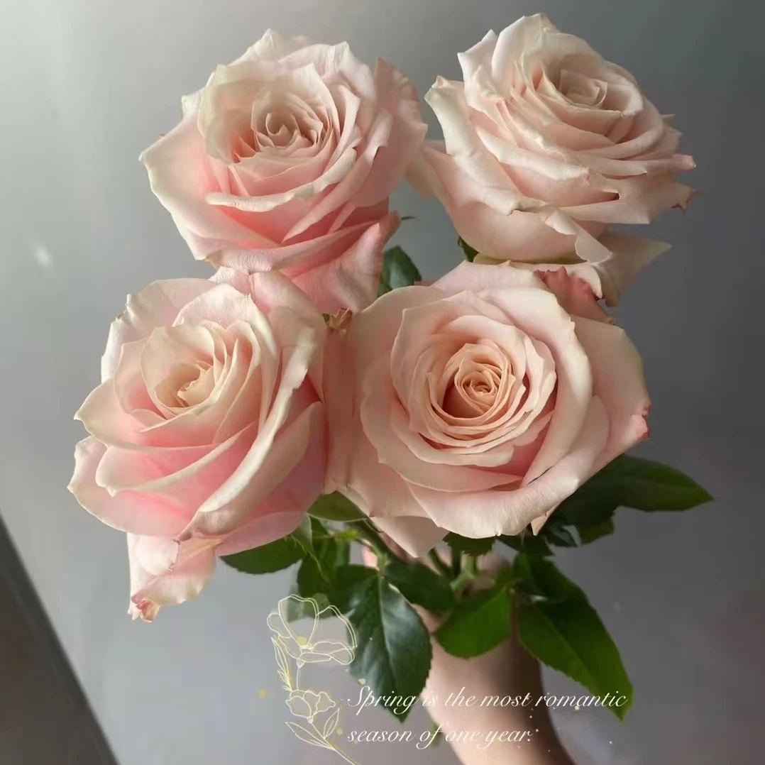 【楼兰】大花四季灌木