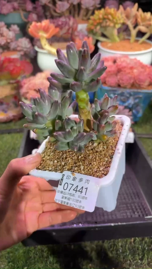 【闪购商品】07441