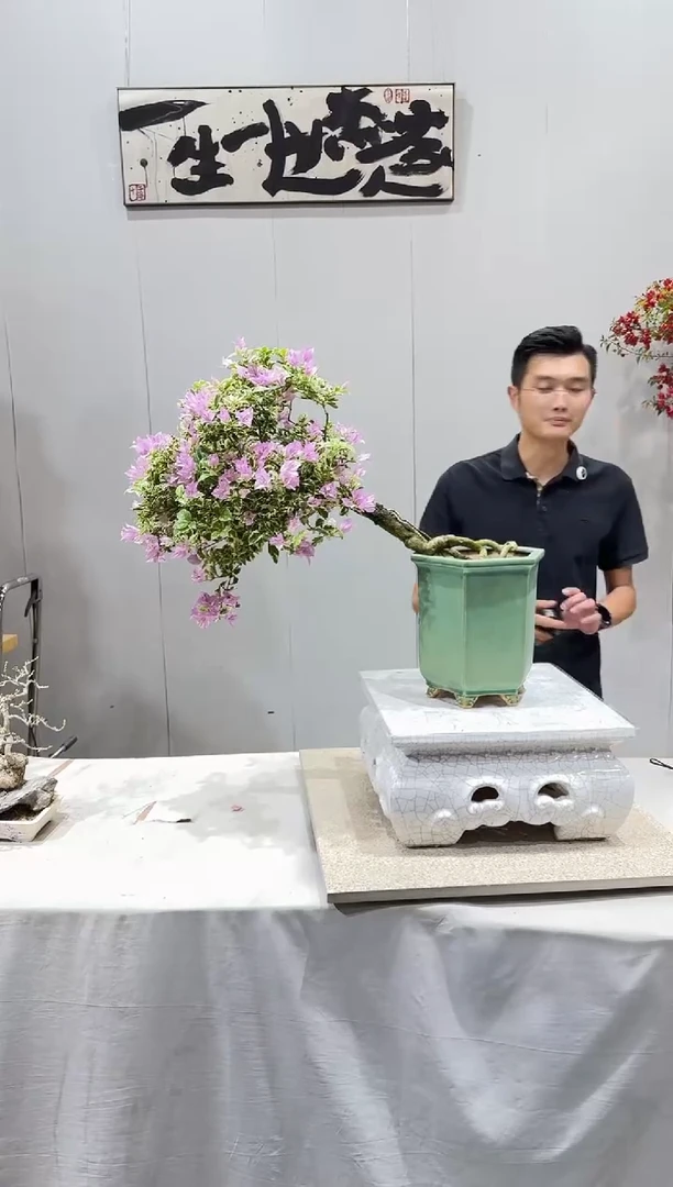 全部花朵雪紫 60 飘长70