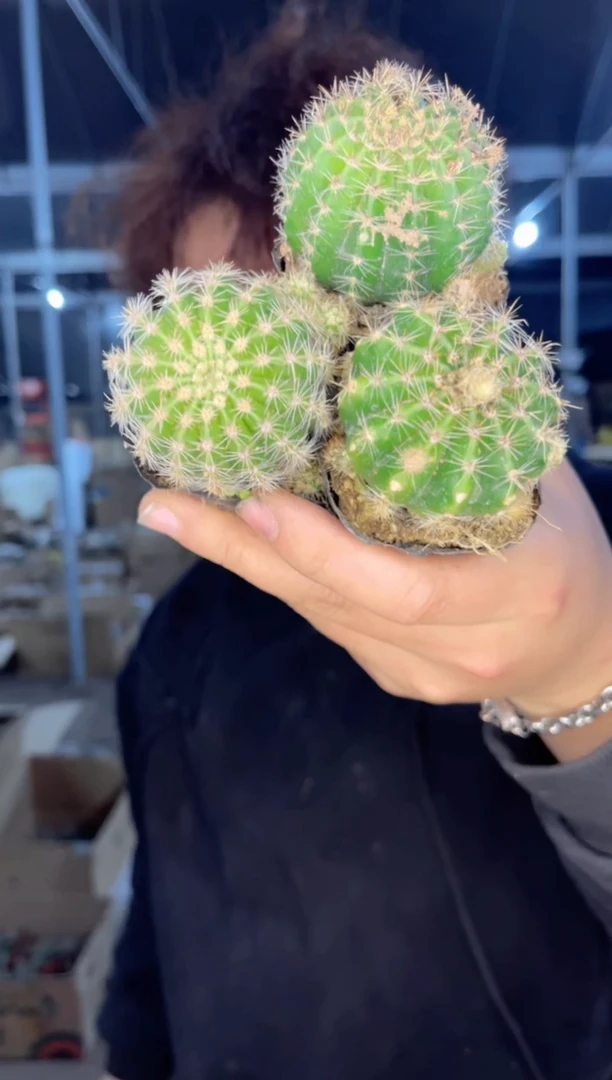 【闪购商品】8颗 席克氏彩草 3-5cm