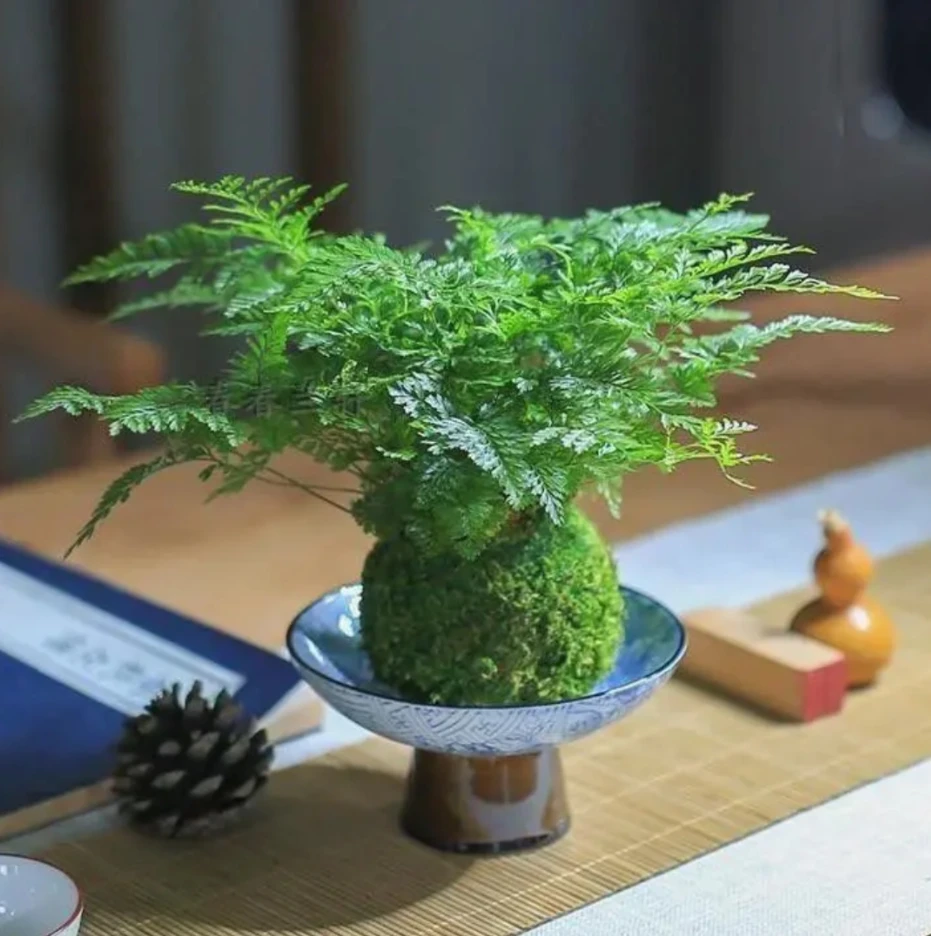 狼尾蕨苔藓球室内绿植净化空气四季常青观叶中国盆栽吸甲醛微景观