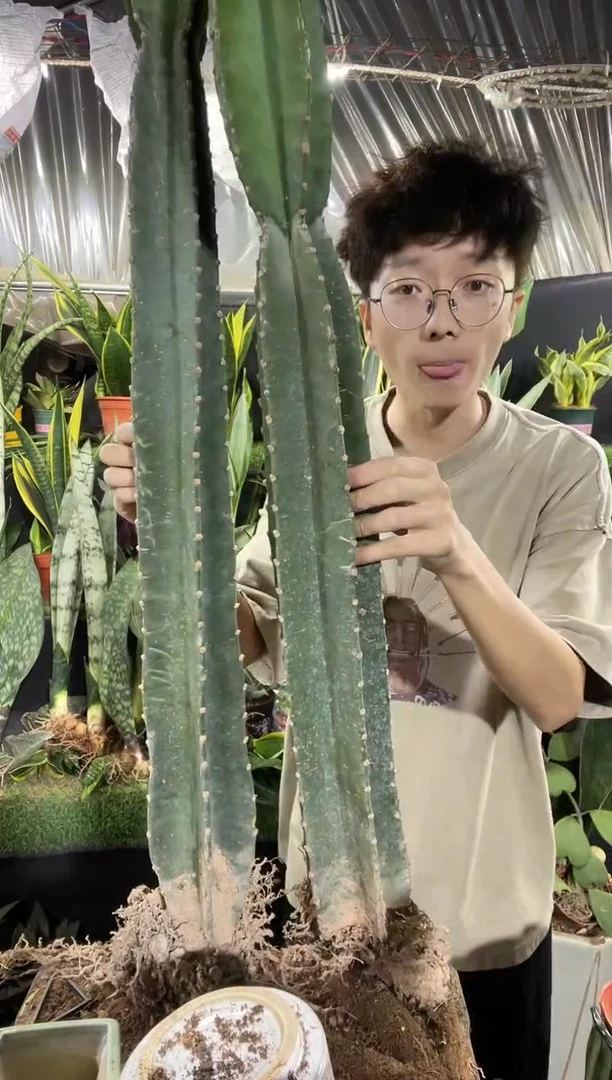 70cm量天尺裸根26.8