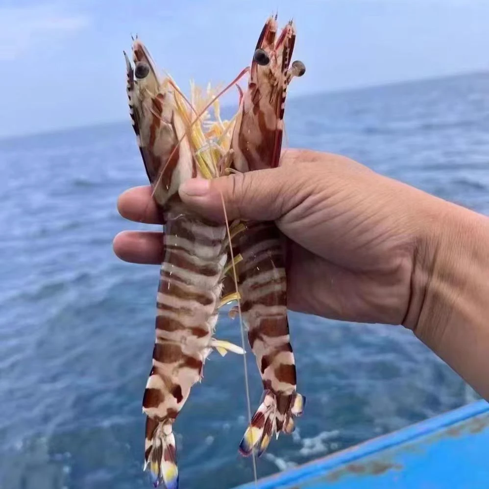 s青岛巨大号纯野生斑节虾，九节虾，竹节虾，花虾，一斤8-9只净重两斤