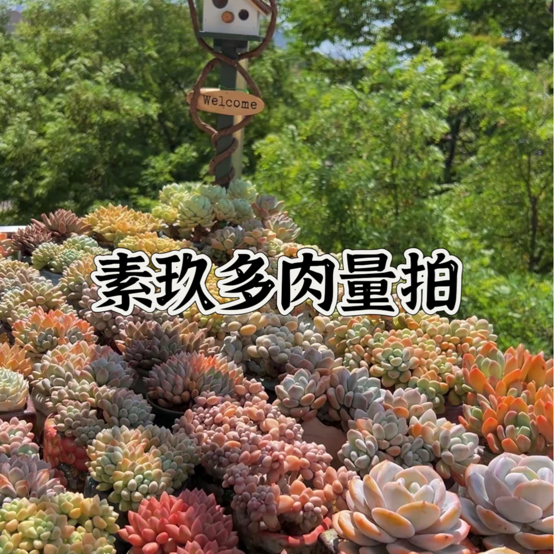 素玖多肉量拍021-040